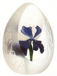 Regal Iris